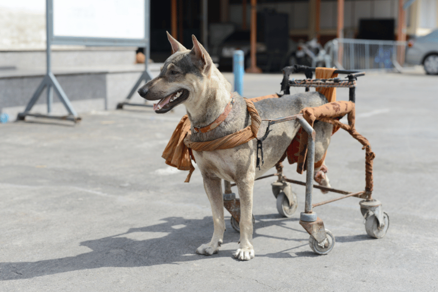 A dog in a wheelchair