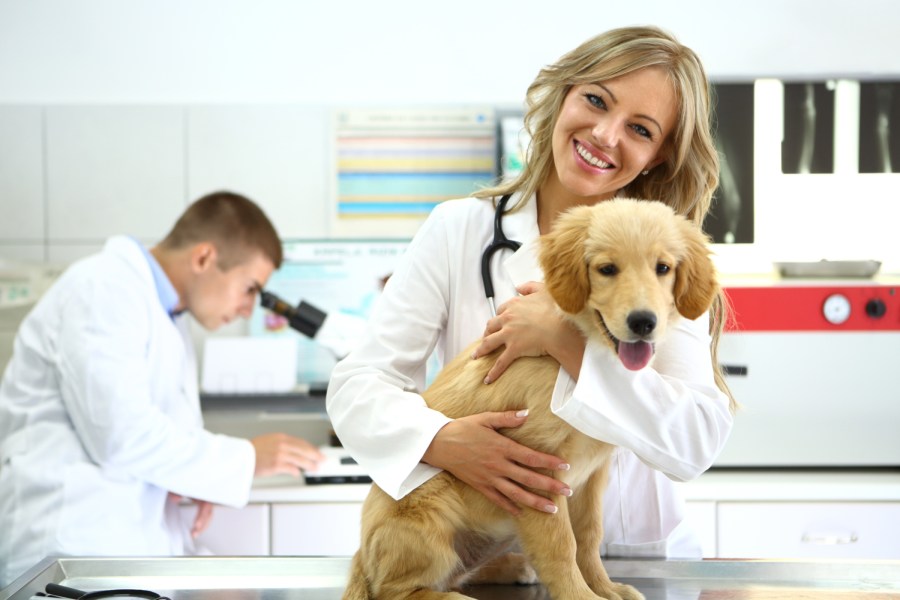 A woman in a lab coat gently holds a dog