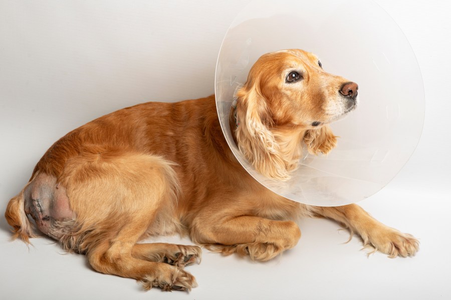 Golden retriever with surgical wound and cone