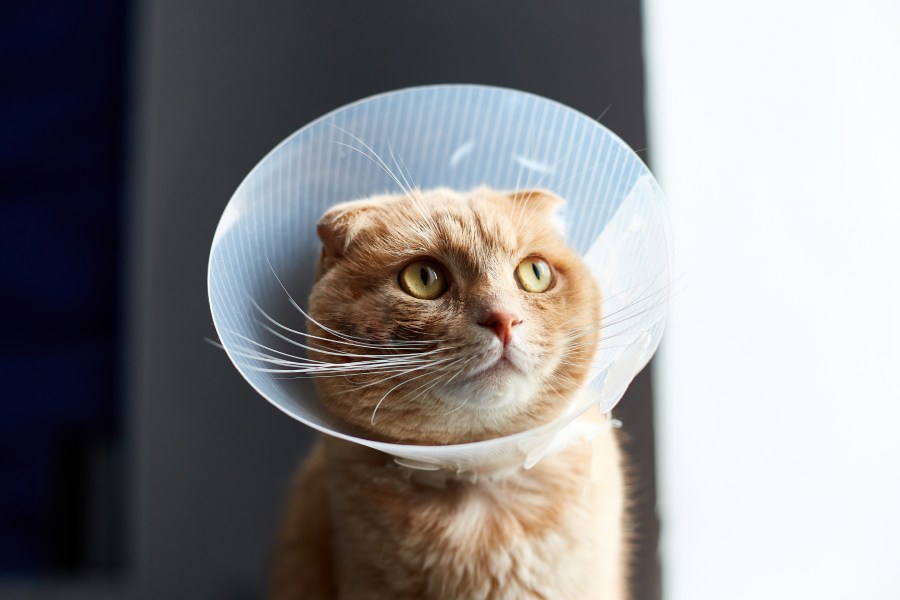 Orange tabby cat wearing a protective cone