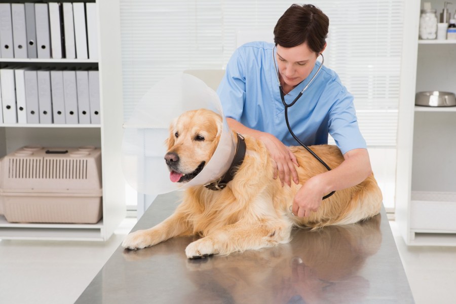A vet conducts an examination of a dog wearing a collar