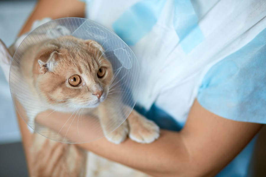 A vet gently holds a cat wearing a protective cone