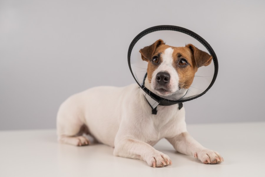 A dog with a collar around head