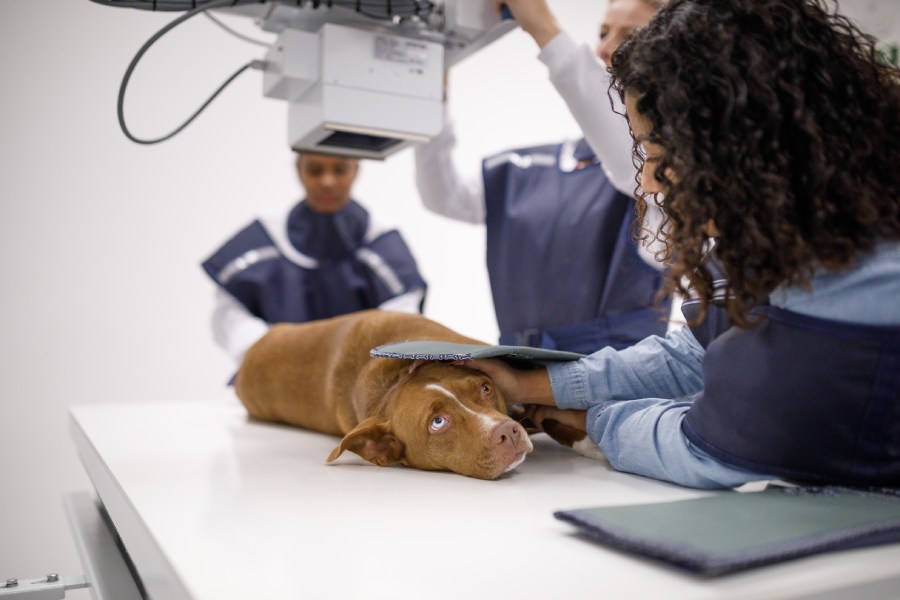 A vet performing X-ray on a resting dog