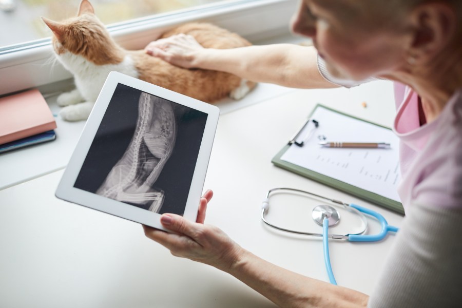 A vet examining the X-ray image of cat's body in vet clinic