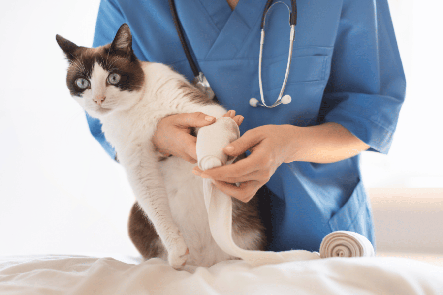 Veterinarian bandaging an injured cat's front leg