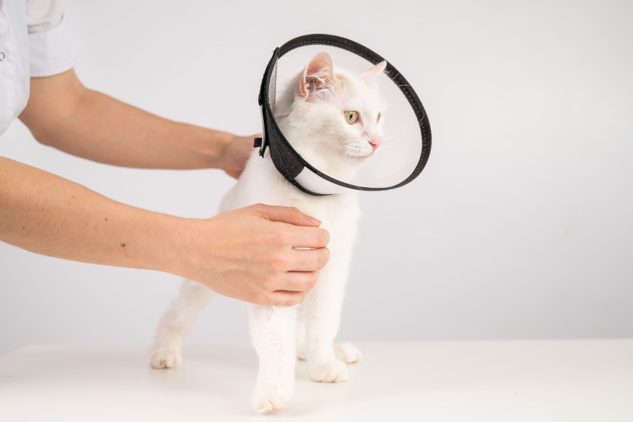 White cat wearing a protective cone after surgery