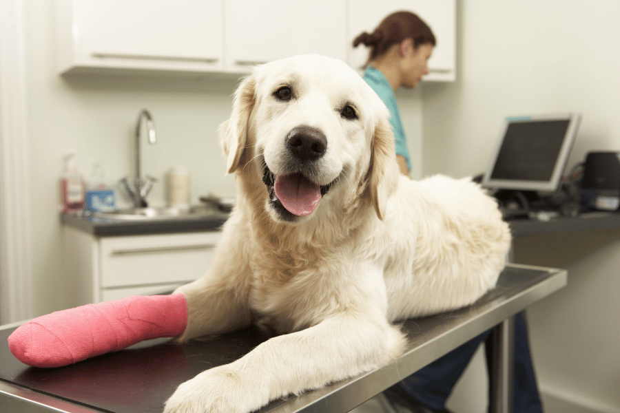 A dog wearing a cast on its leg